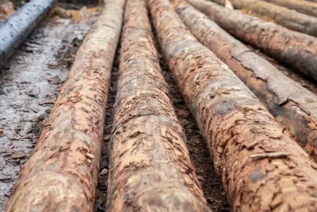 Greenheart:  The Timber That Outlasts the Elements
